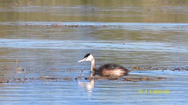 Great Crested Grebe - ML609122788