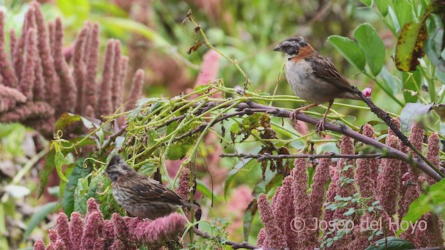 Rufous-collared Sparrow (Rufous-collared) - ML609123306