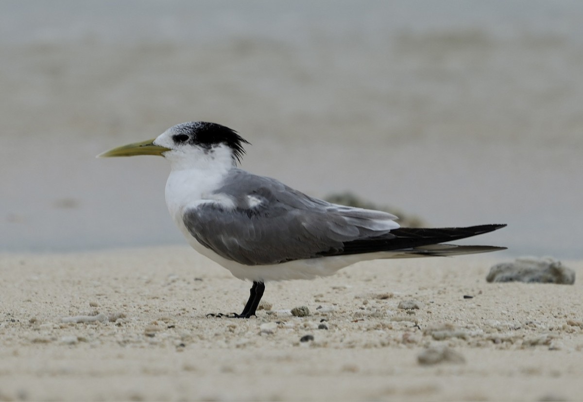 Great Crested Tern - ML609123360