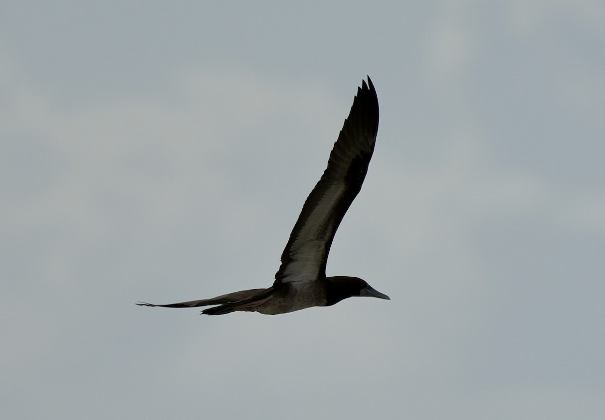 Brown Booby - ML609123378