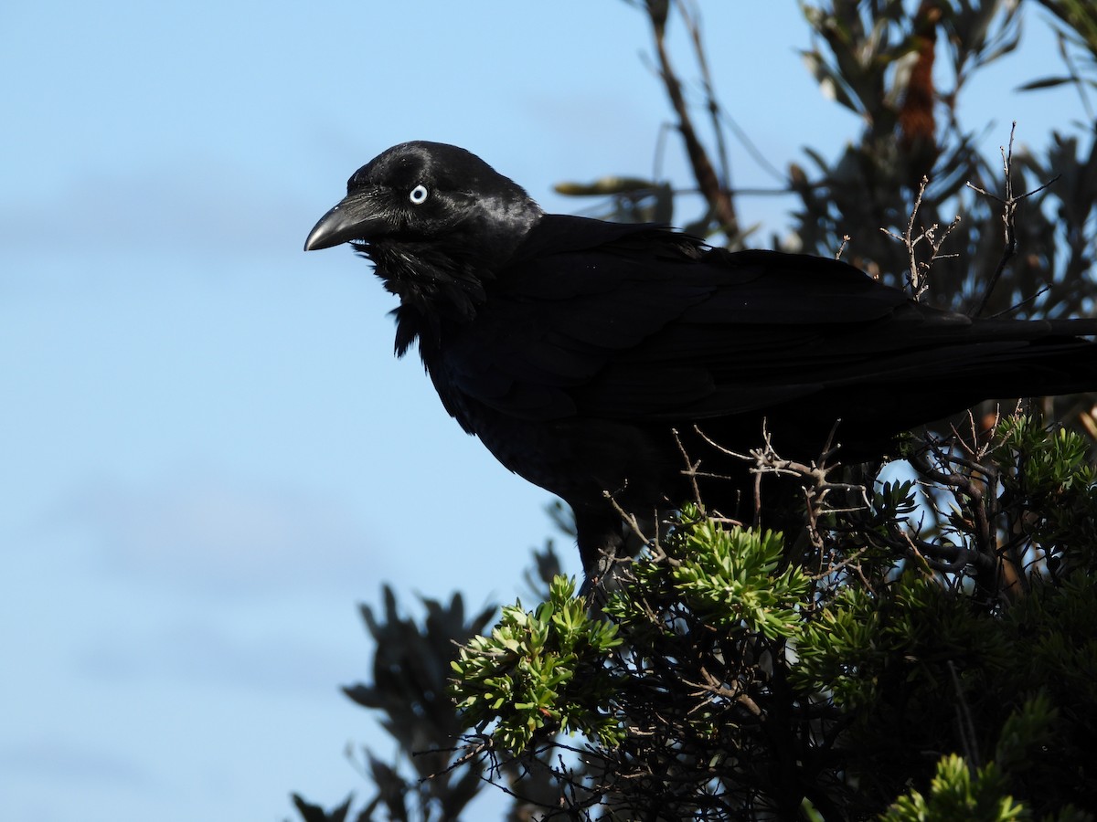 Australian Raven - ML609123386