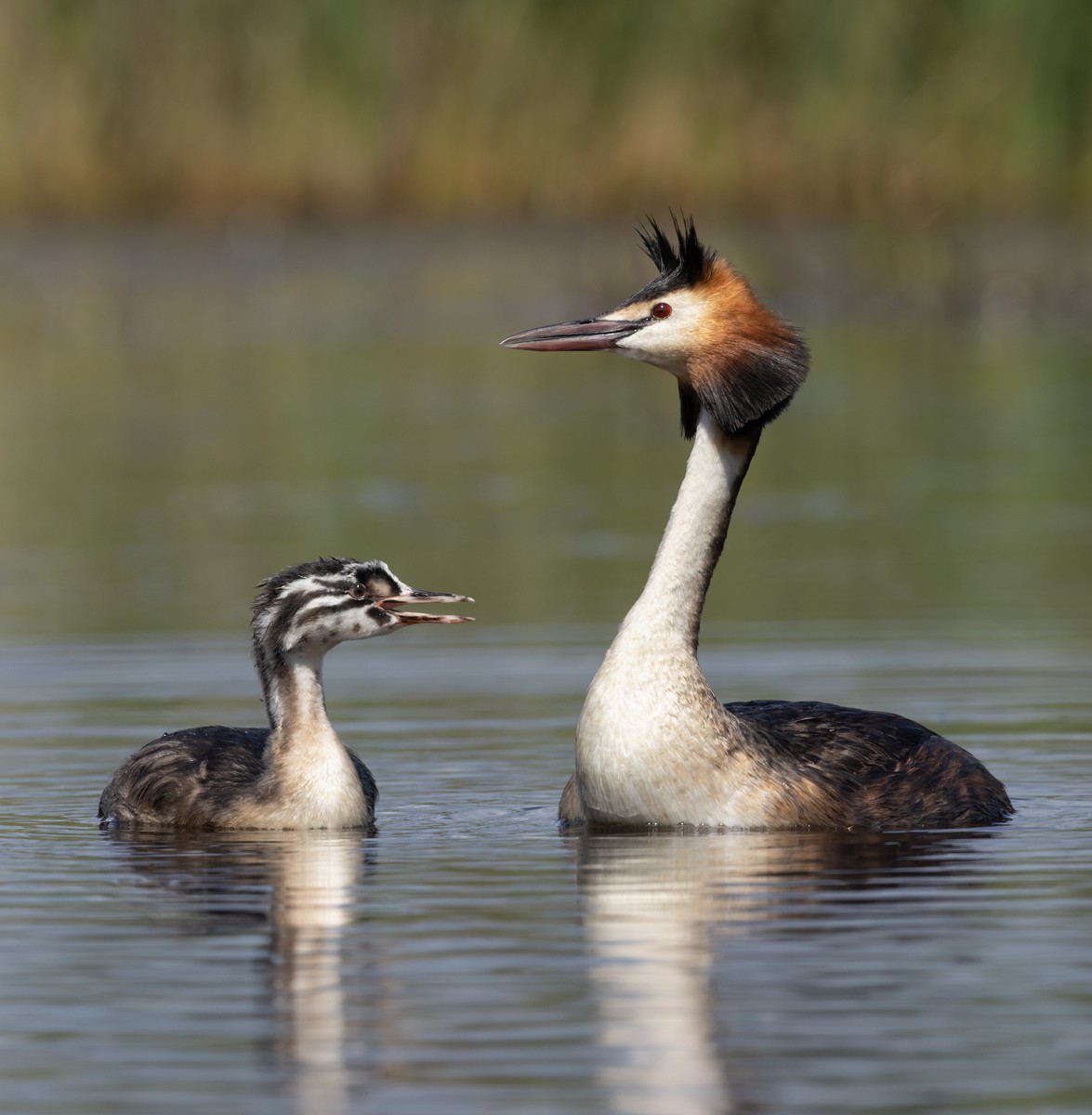 Great Crested Grebe - ML609123403