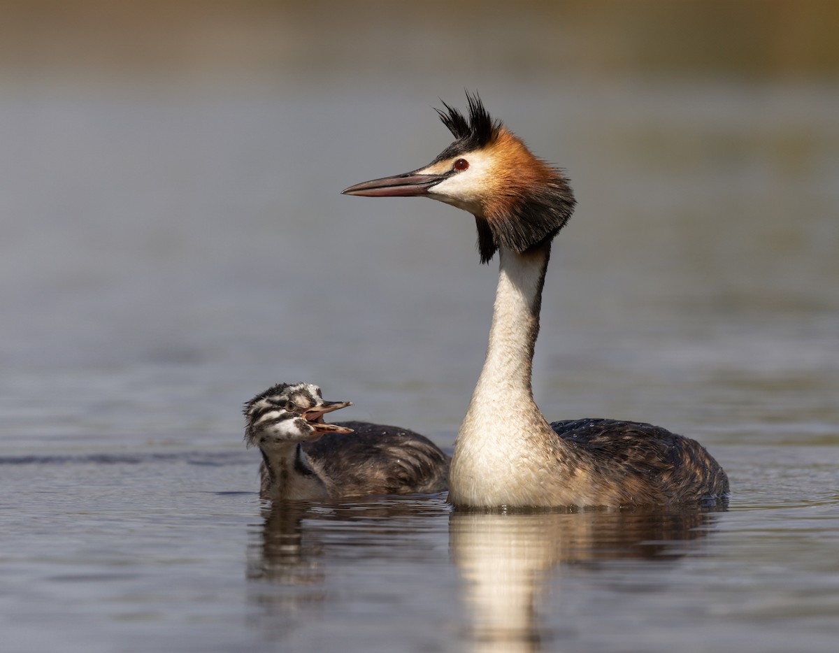 Great Crested Grebe - ML609123404