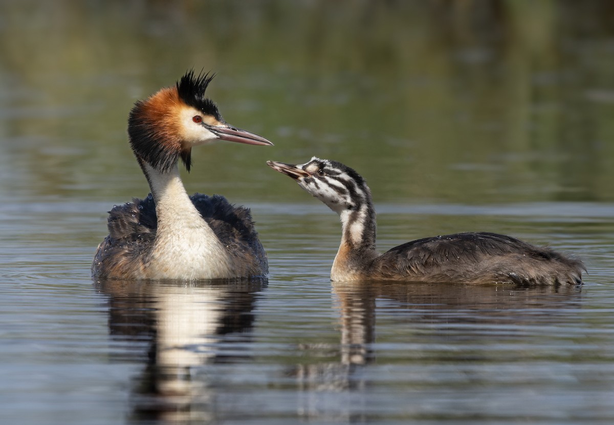 Great Crested Grebe - ML609123405