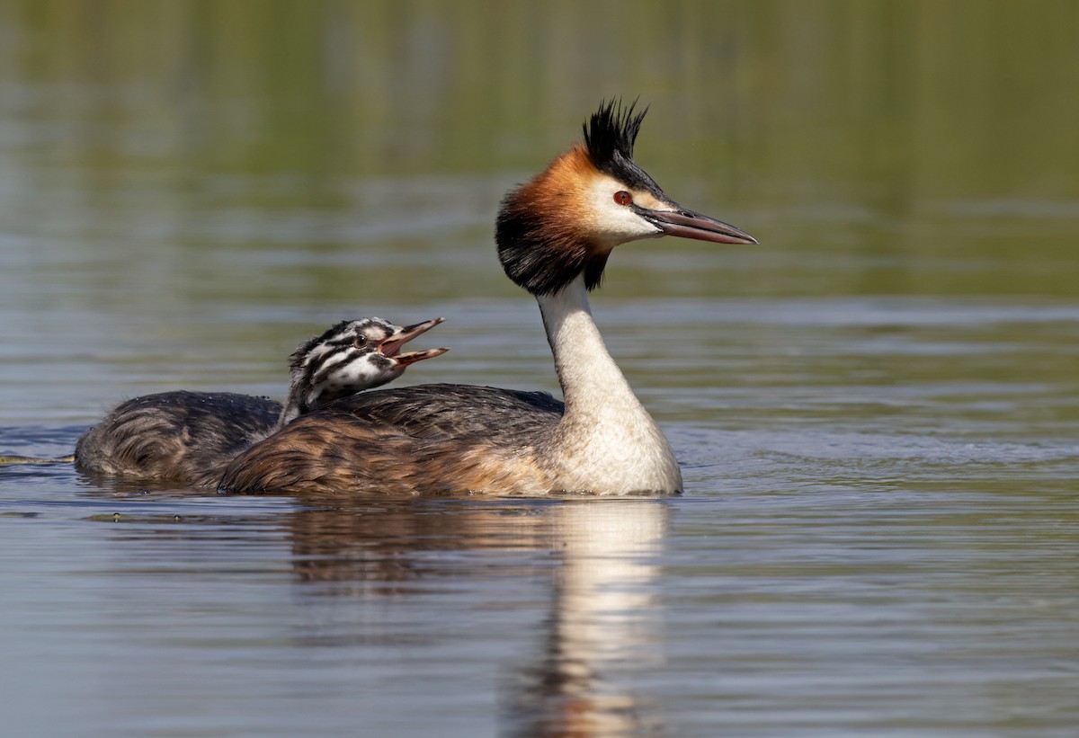 Great Crested Grebe - ML609123406