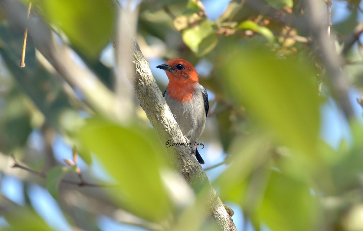 Scarlet-headed Flowerpecker - ML609123470