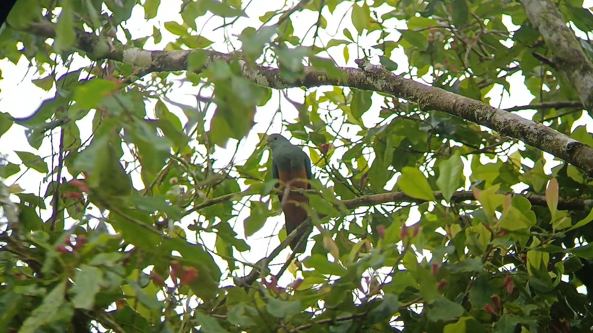 Scarlet-breasted Fruit-Dove - ML609123952