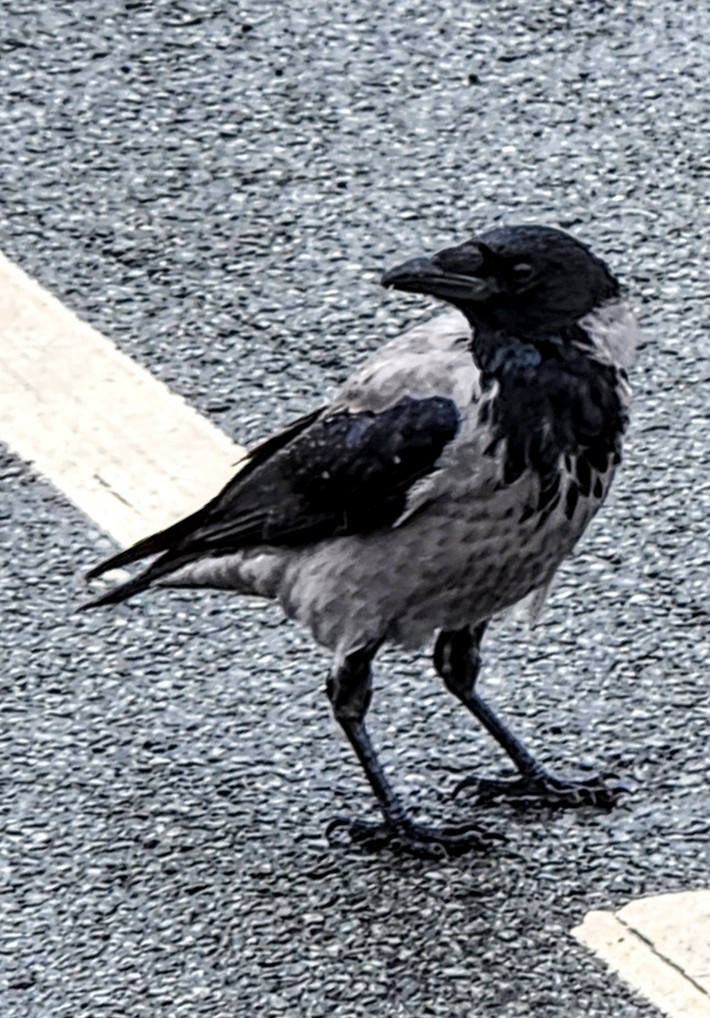 Hooded Crow - ML609124346