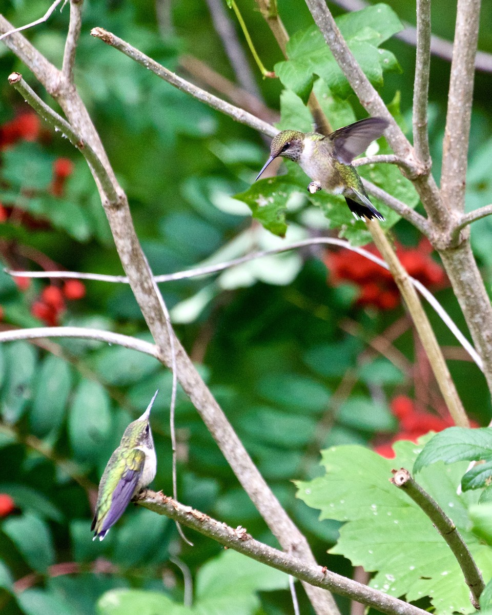 Ruby-throated Hummingbird - Jack & Holly Bartholmai