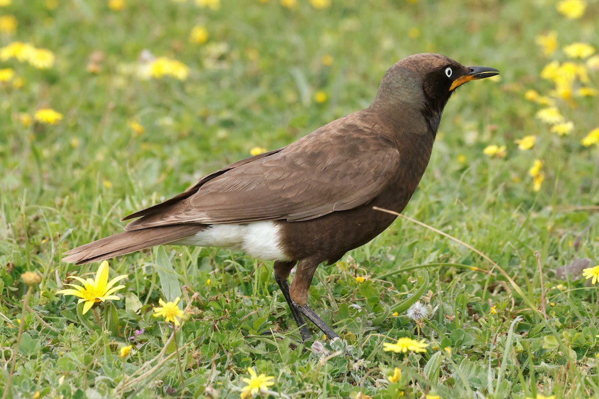 African Pied Starling - ML609124436