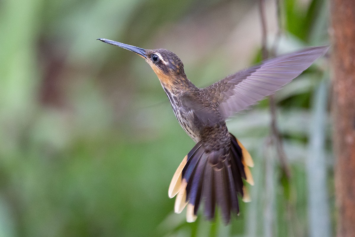 kolibřík pilozobý - ML609124618