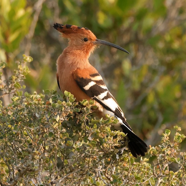  - Eurasian Hoopoe (African) - 