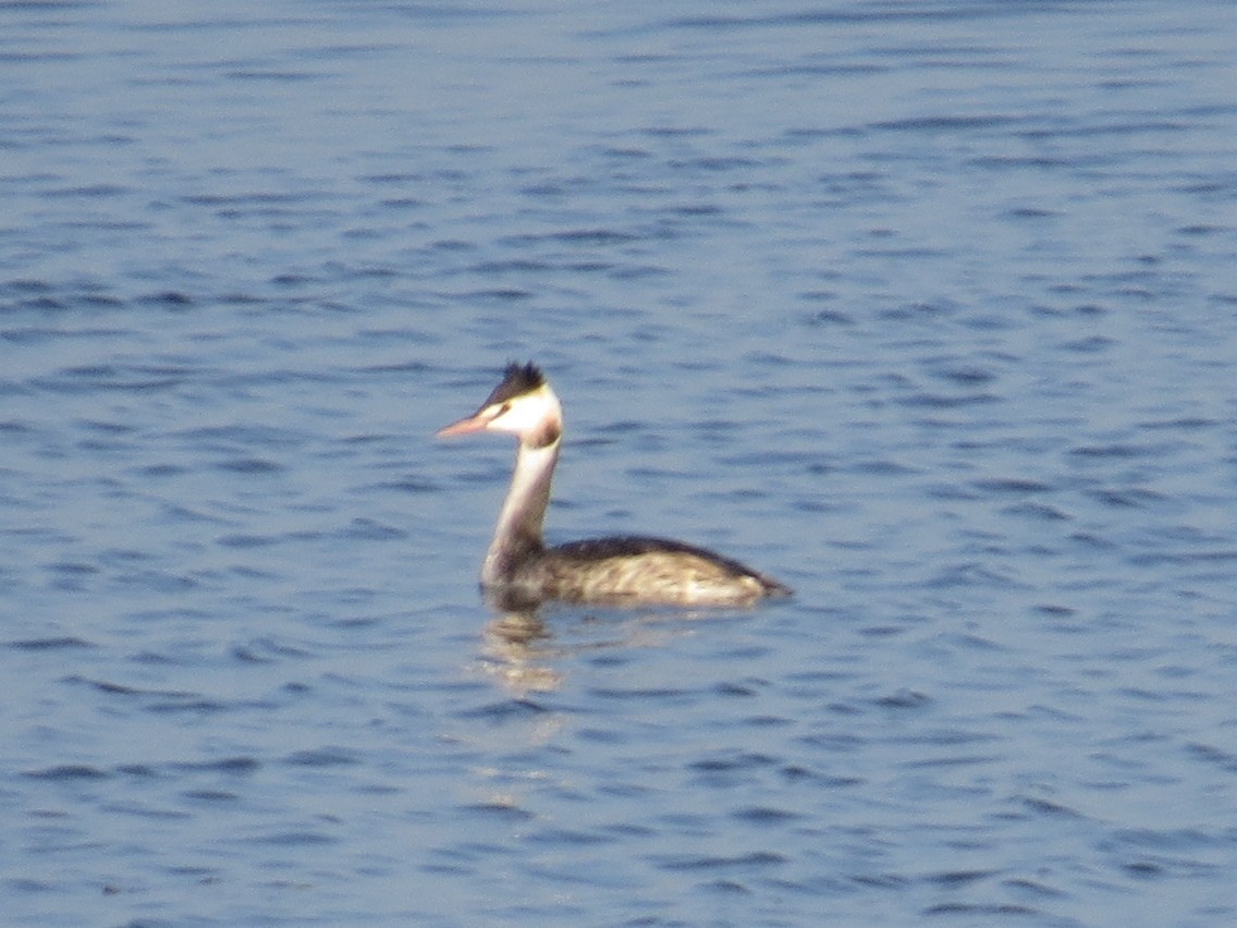 Great Crested Grebe - ML609125049