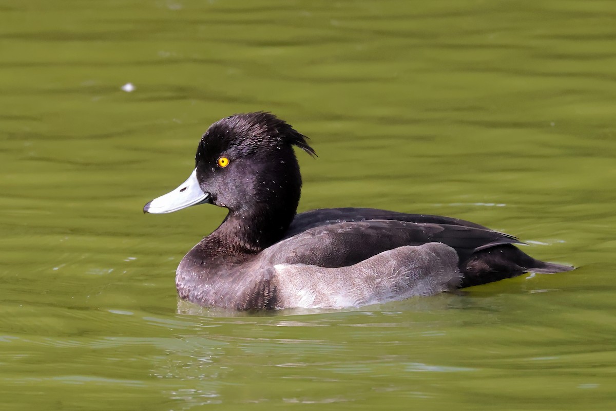 Tufted Duck - ML609125201