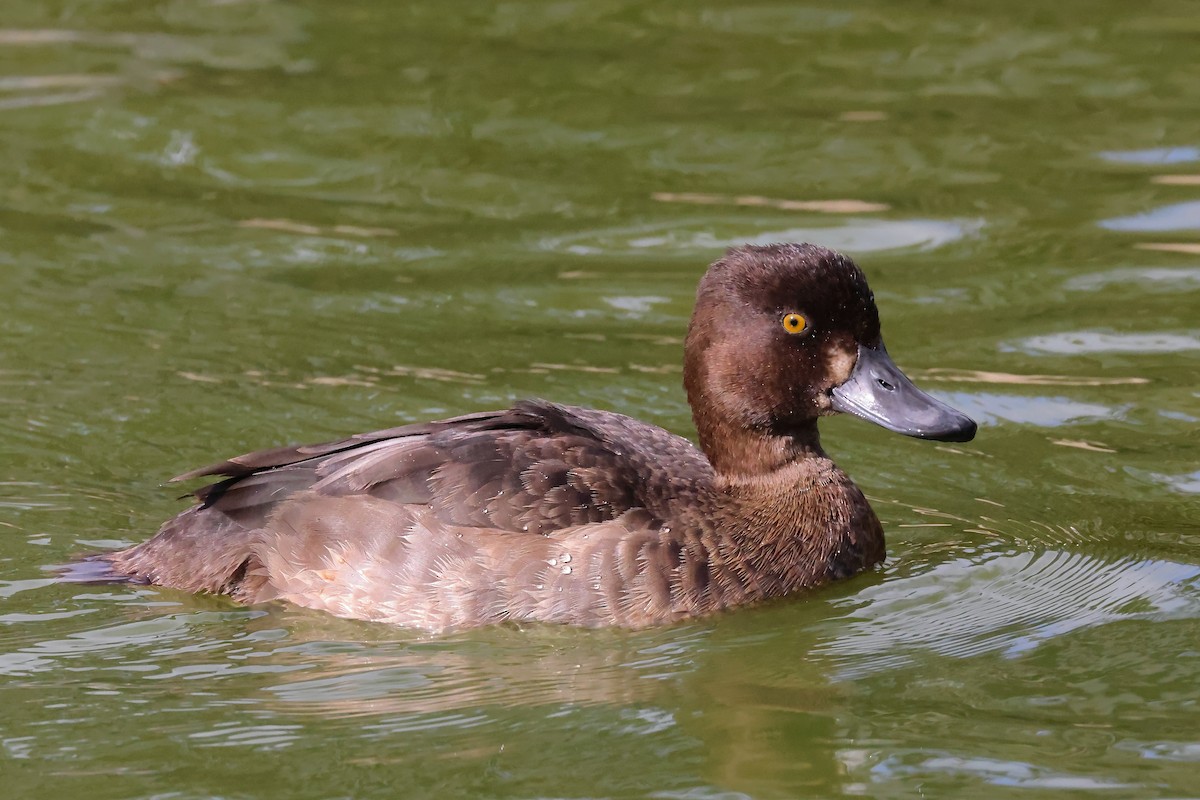 Tufted Duck - ML609125202
