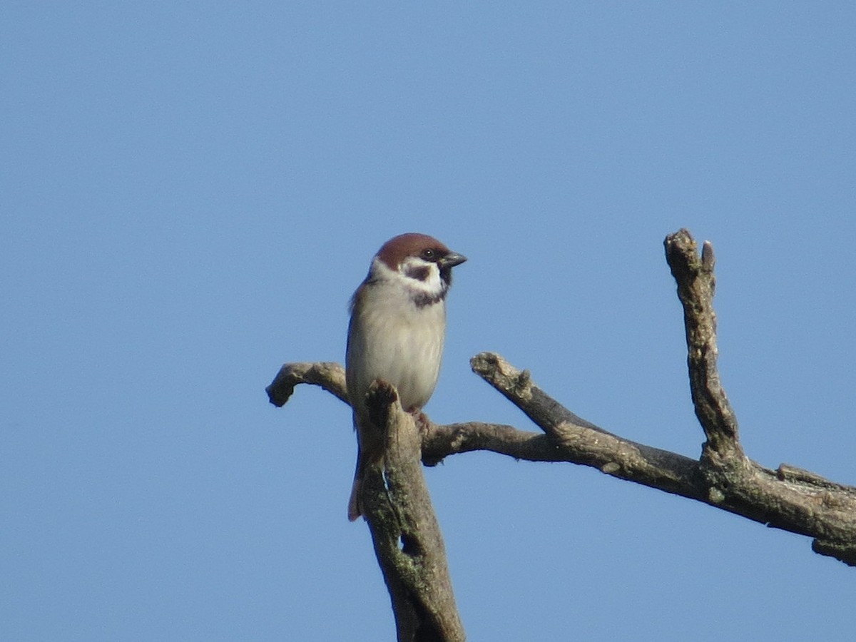 Eurasian Tree Sparrow - ML609125235