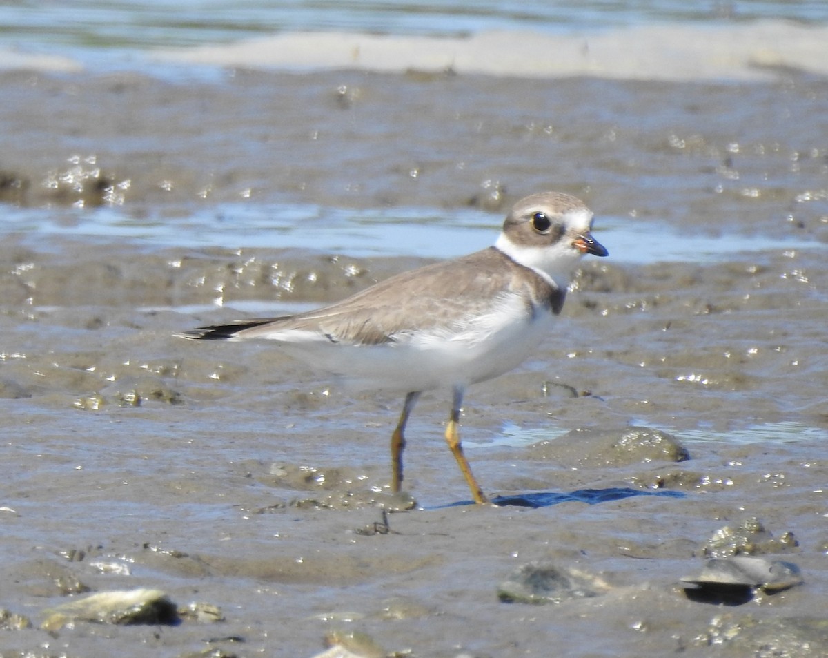 Semipalmated Plover - ML609125490