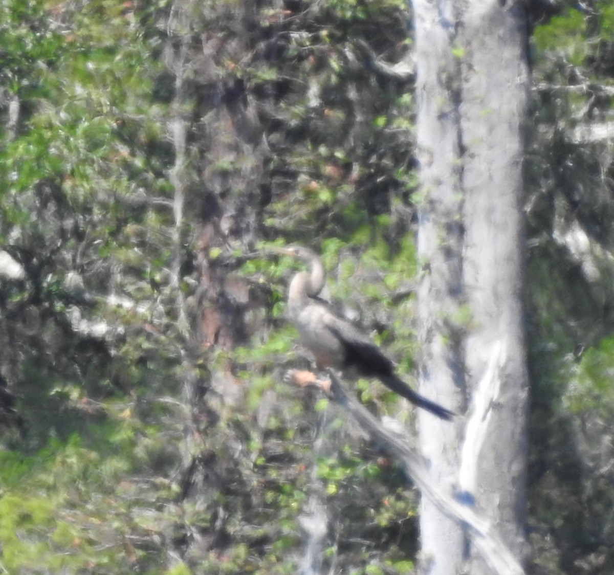 Anhinga - ML609125494