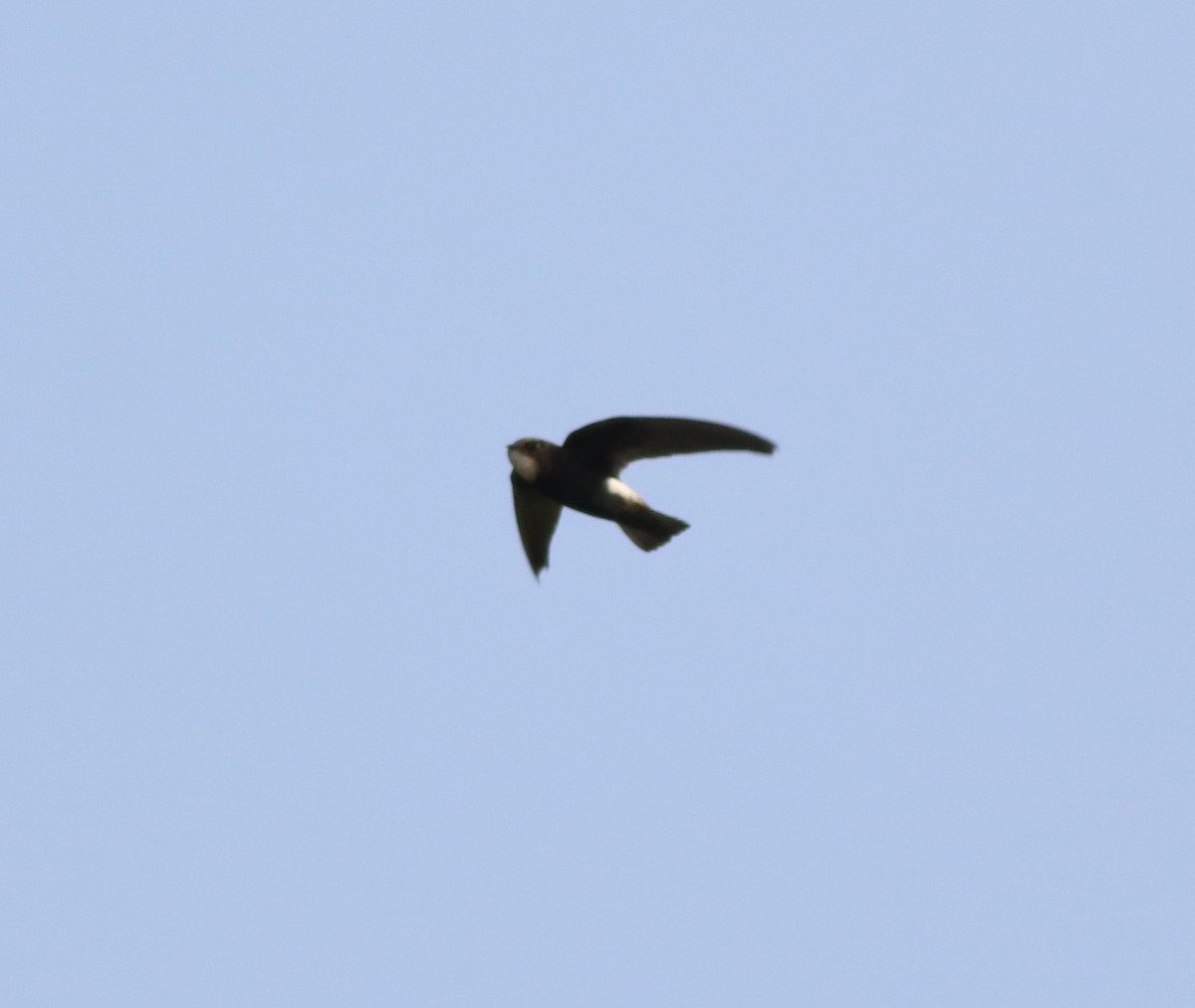 Little Swift - ML609125497
