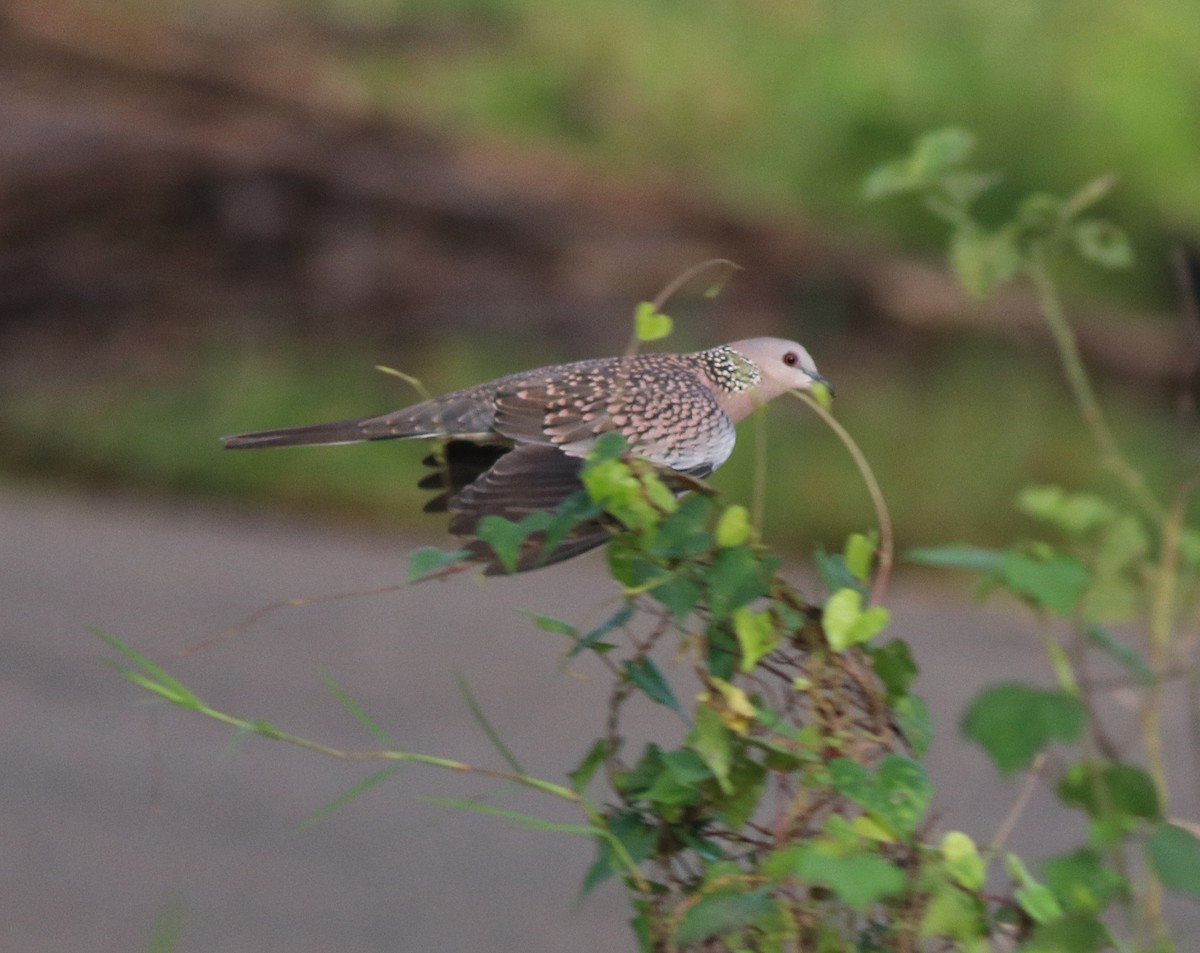 Spotted Dove - ML609125548