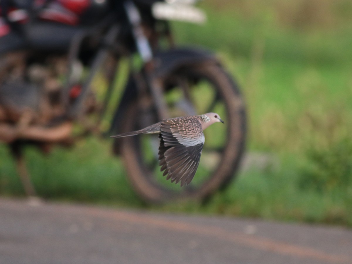 Spotted Dove - ML609125549