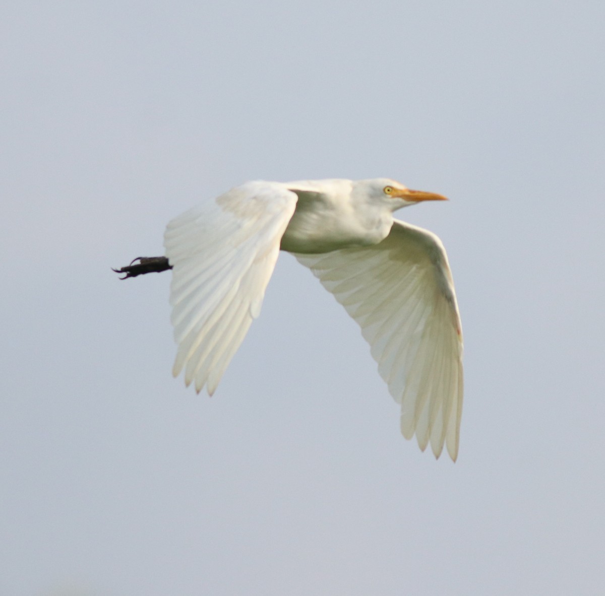 Cattle Egret - ML609125584