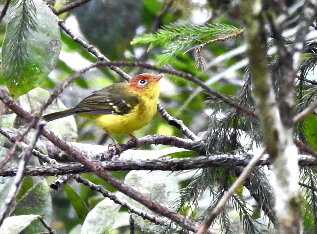 Yellow-breasted Warbler - ML609125654