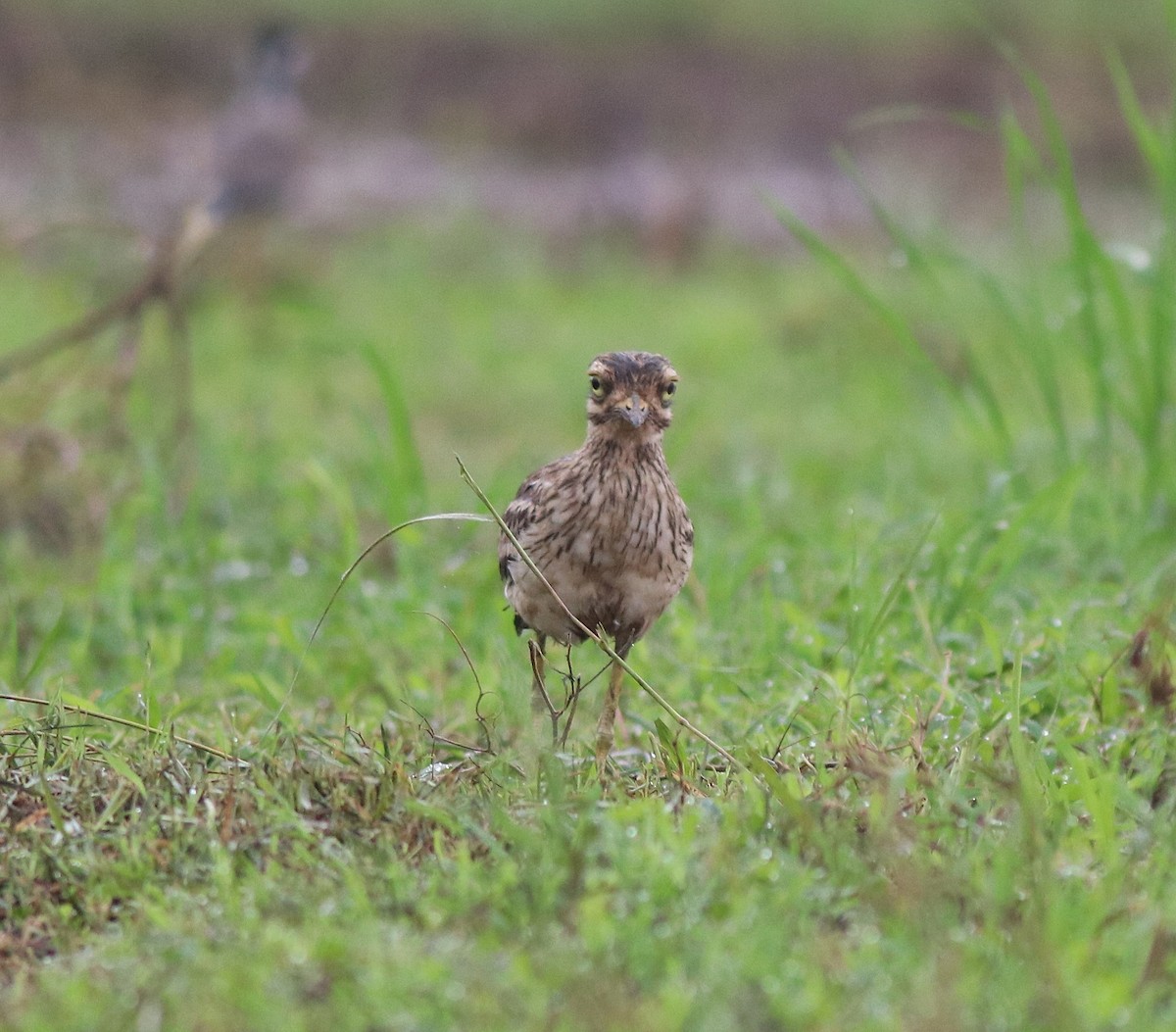 Indian Thick-knee - ML609126056