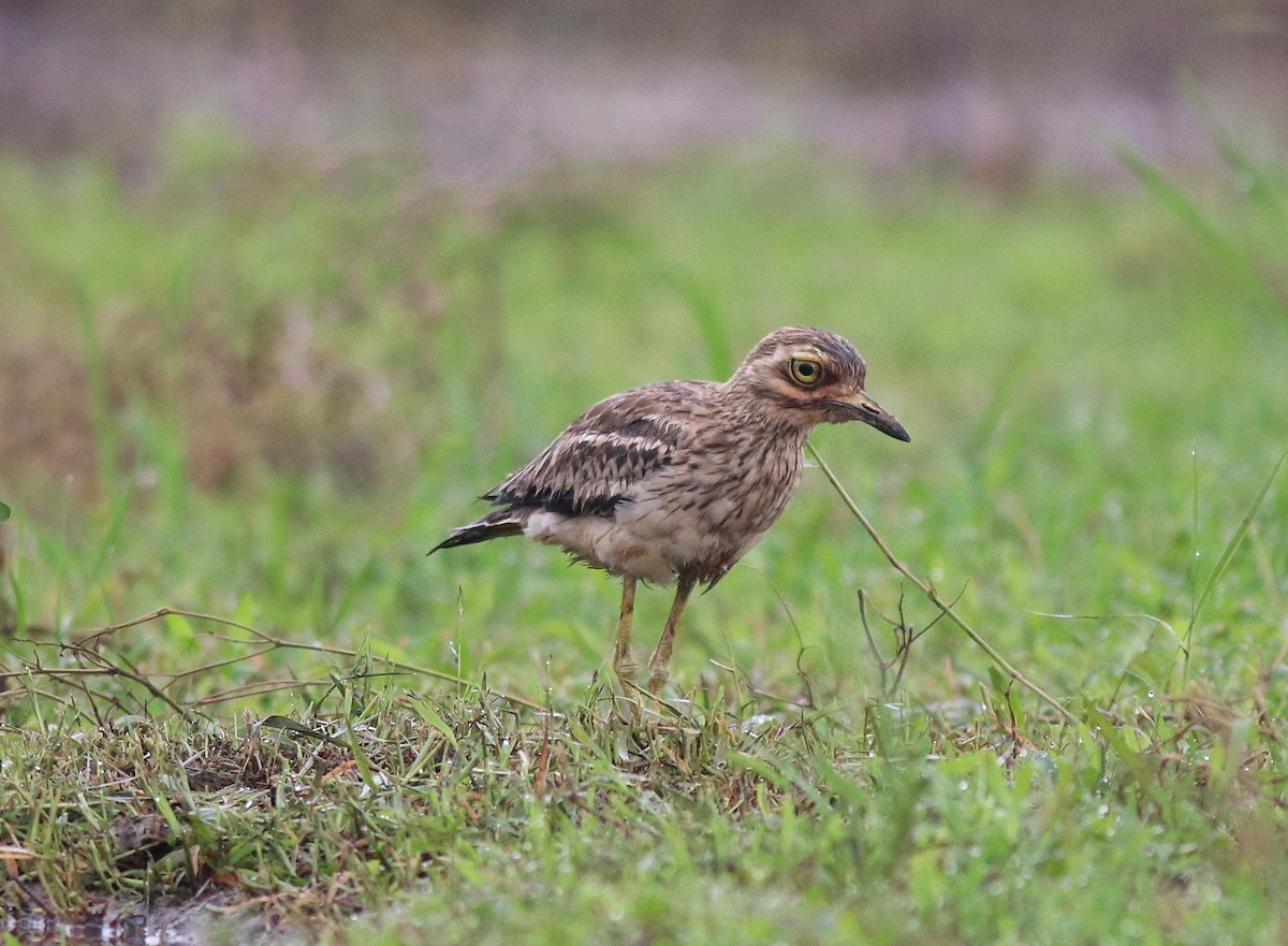 Indian Thick-knee - ML609126057