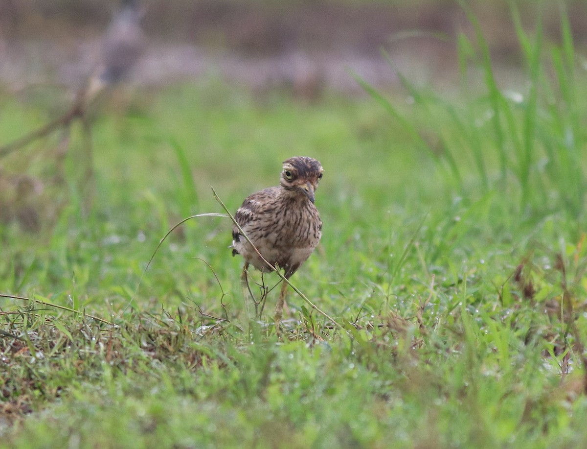 Indian Thick-knee - ML609126059