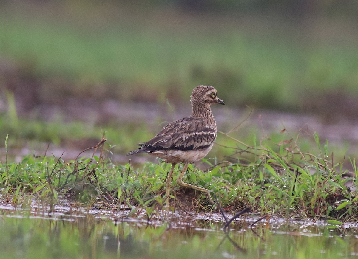 Indian Thick-knee - ML609126061