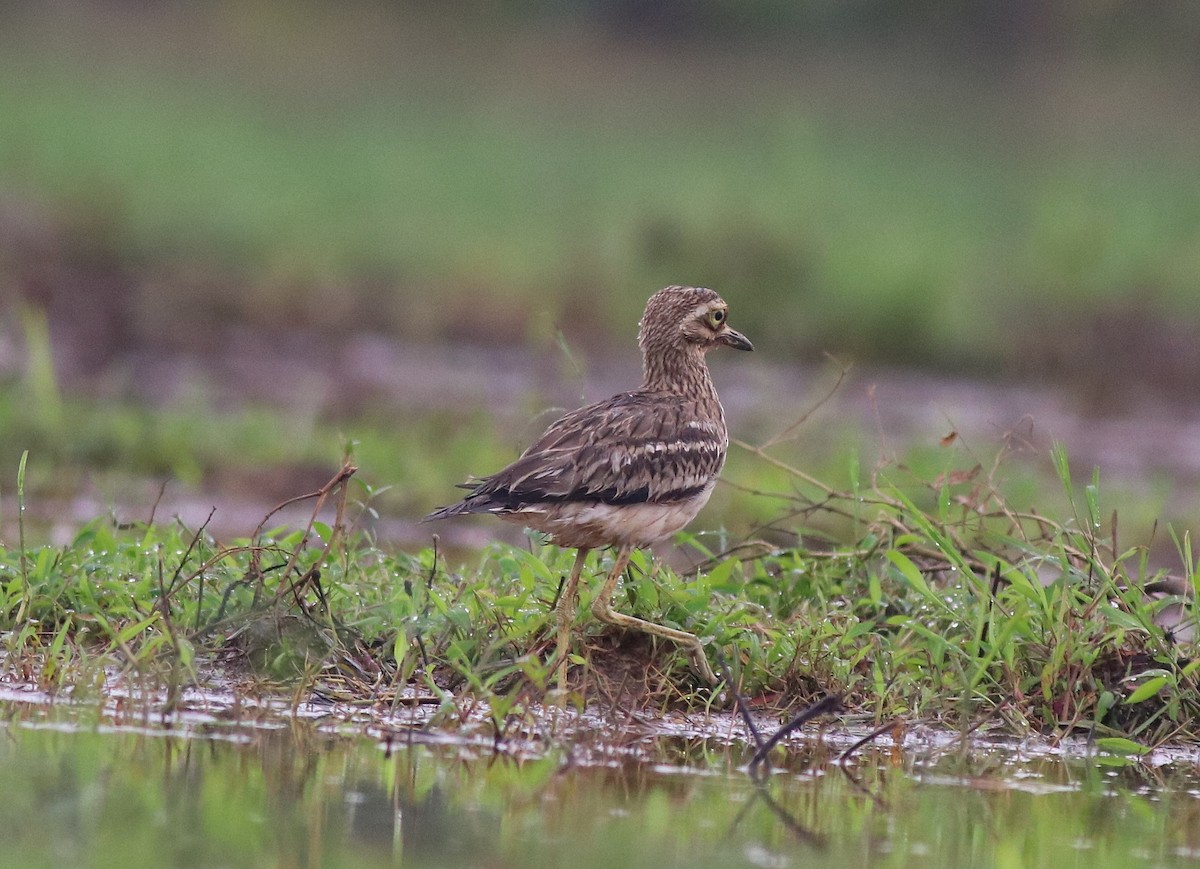 Indian Thick-knee - ML609126108