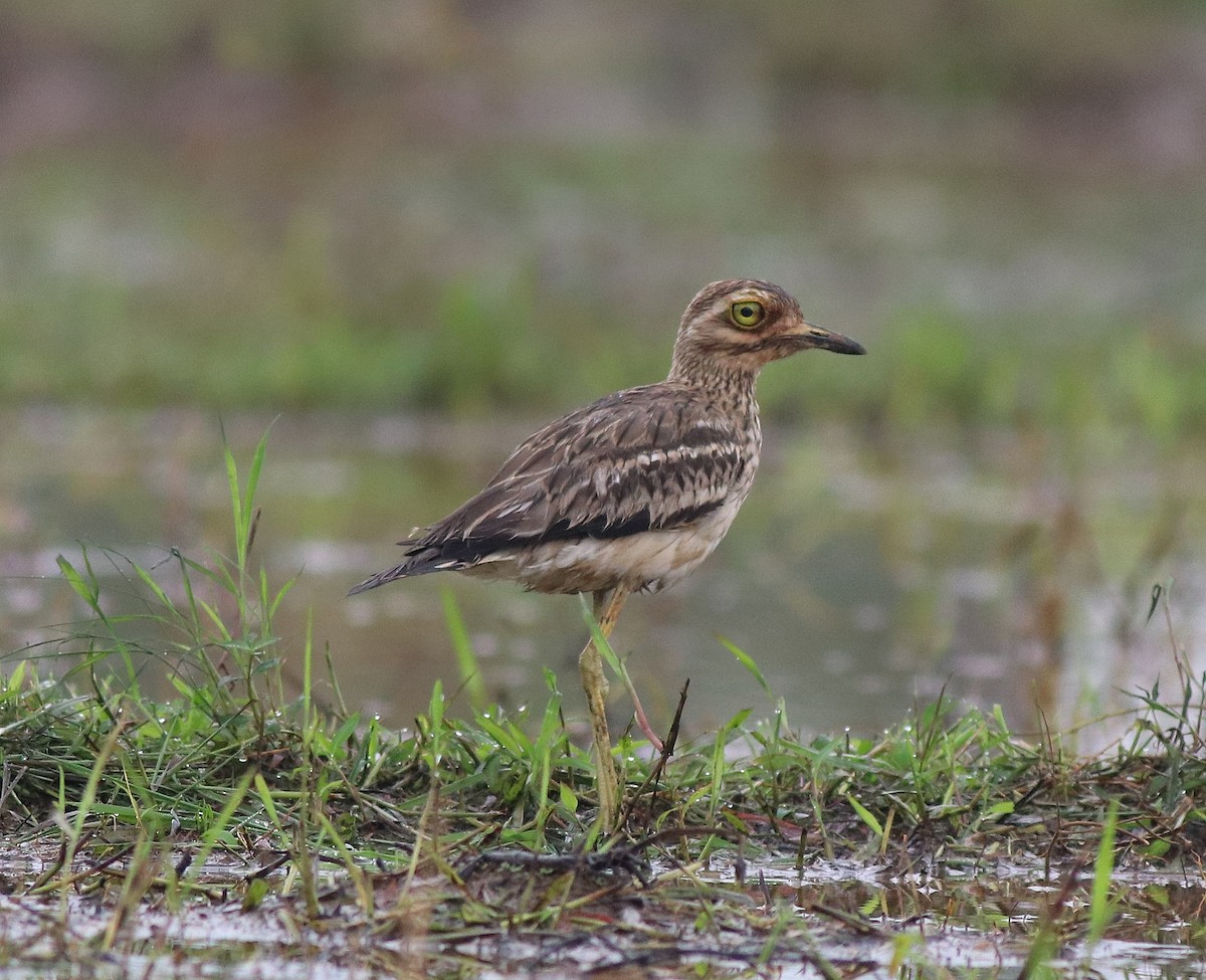 Indian Thick-knee - ML609126110