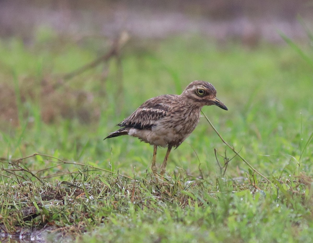 Indian Thick-knee - ML609126112