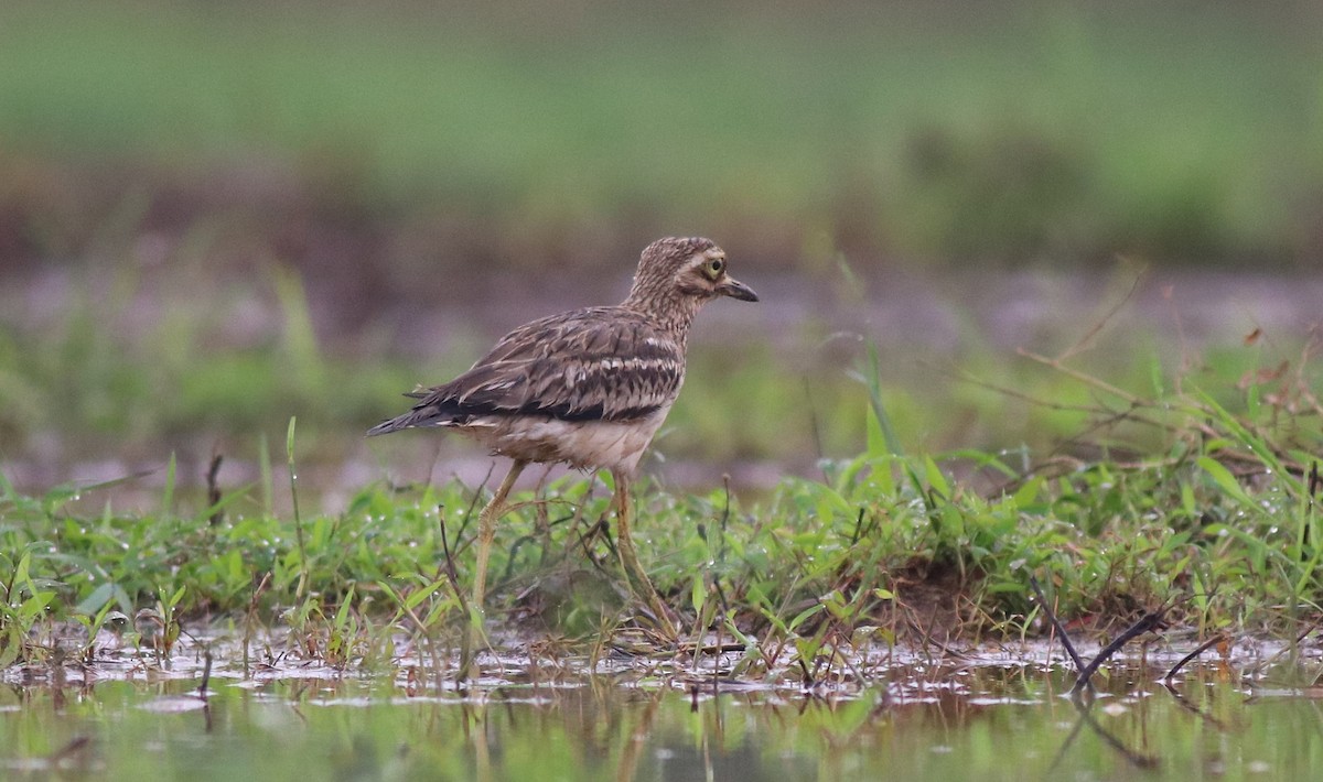 Indian Thick-knee - ML609126113
