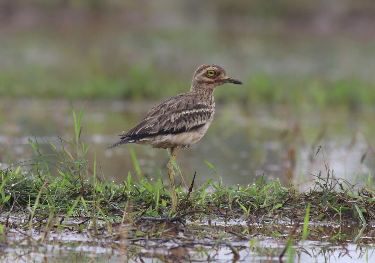 Indian Thick-knee - ML609126114
