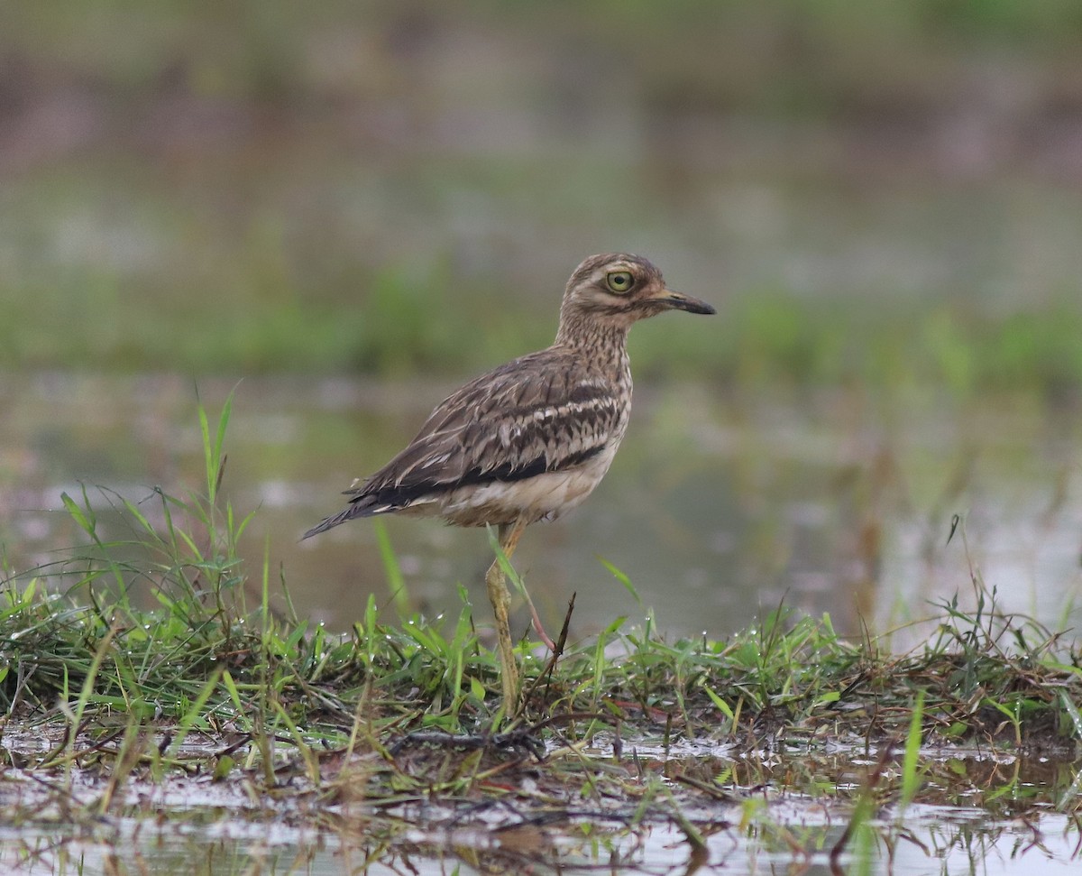 Indian Thick-knee - ML609126115