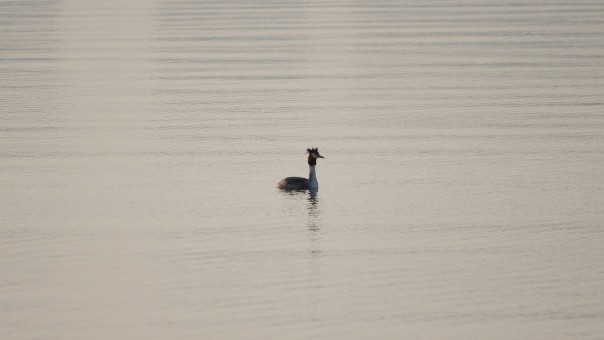Great Crested Grebe - ML609126168