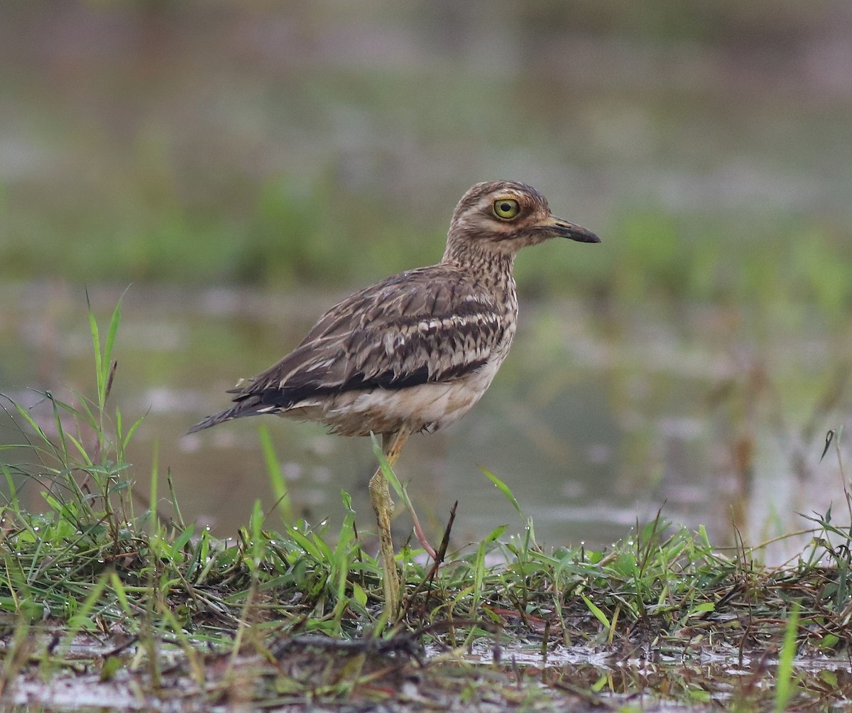 Indian Thick-knee - ML609126175