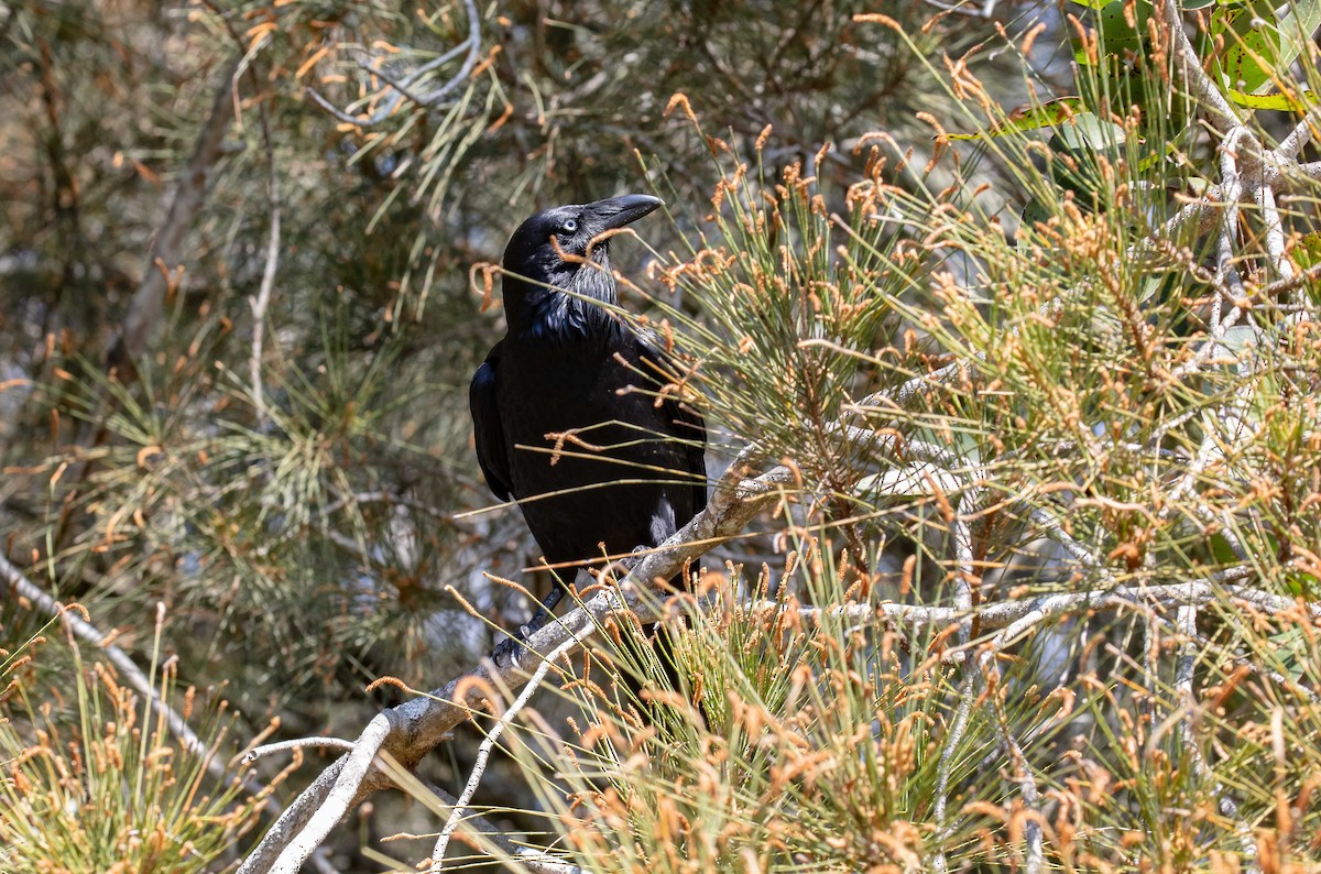 Australian Raven - ML609126194