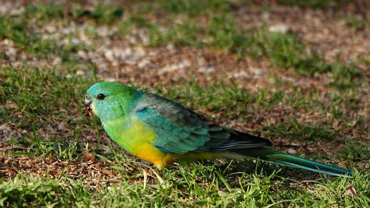 Red-rumped Parrot - ML609126258
