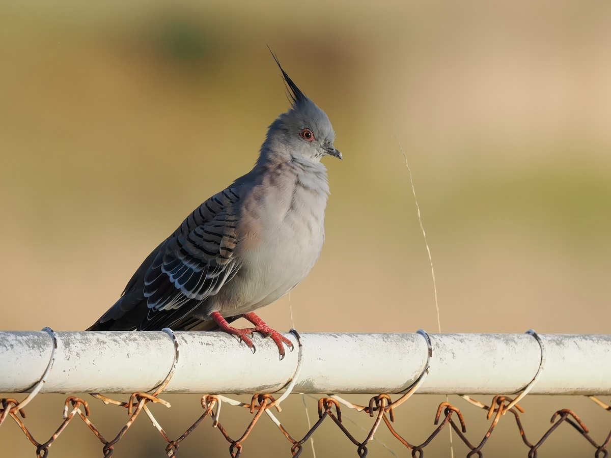 Crested Pigeon - ML609126452