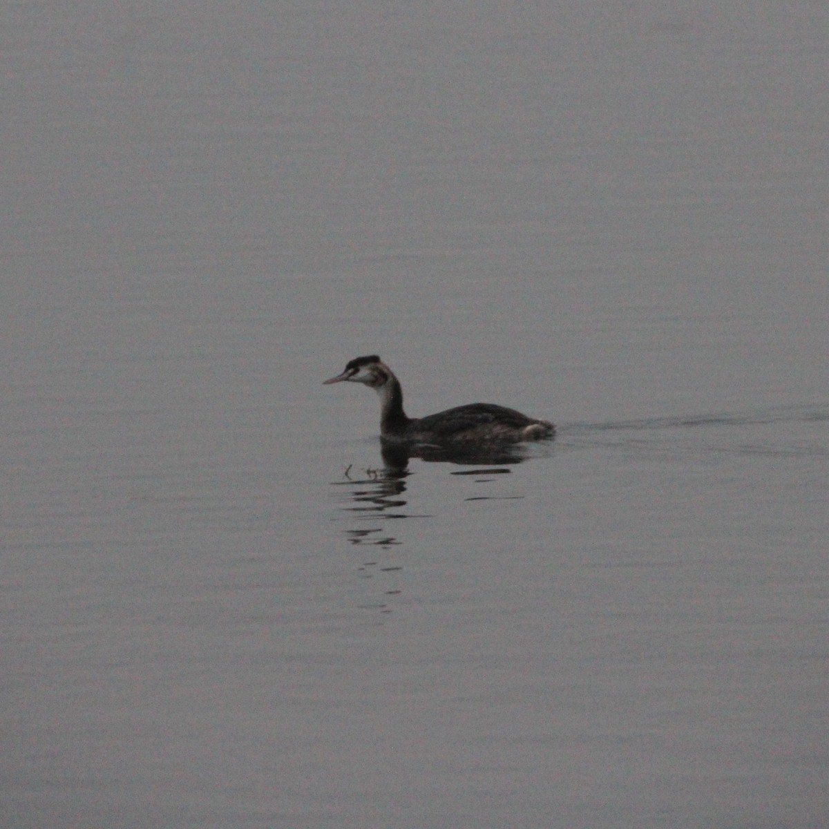 Great Crested Grebe - ML609126604