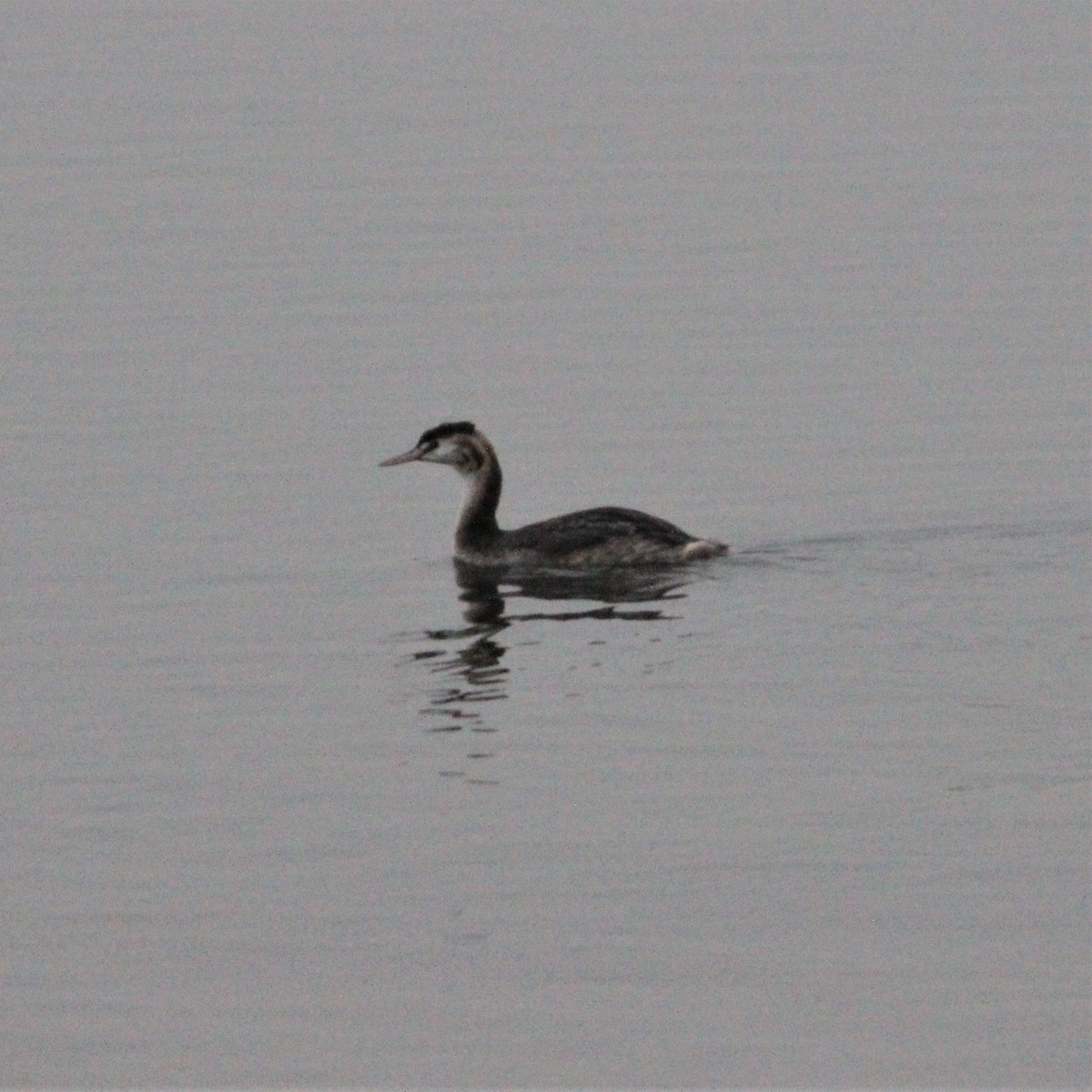 Great Crested Grebe - ML609126605