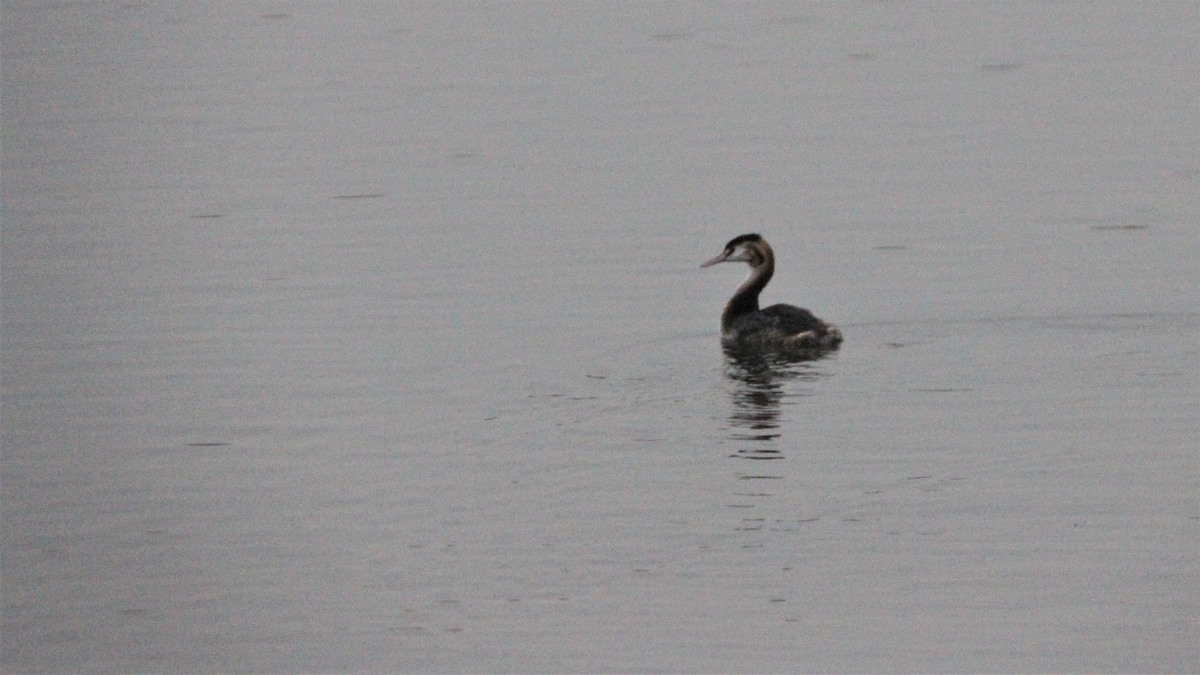 Great Crested Grebe - ML609126606