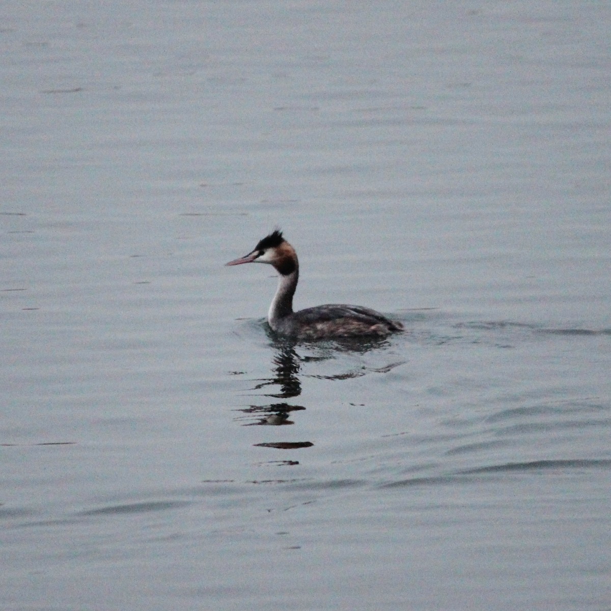 Great Crested Grebe - ML609126614