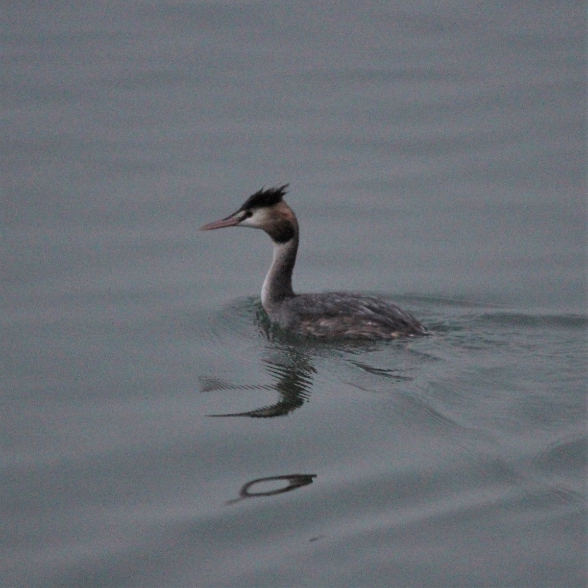 Great Crested Grebe - ML609126615
