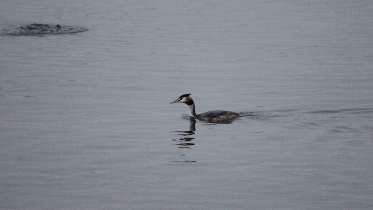 Great Crested Grebe - ML609126616