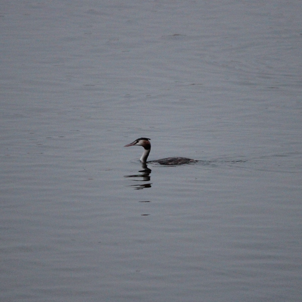 Great Crested Grebe - ML609126617