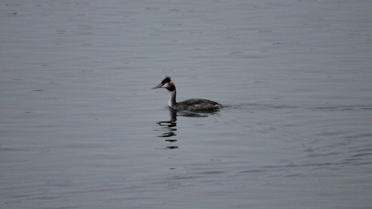 Great Crested Grebe - ML609126618
